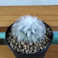 ราคา แมมขนแกะ​ ไม้ชำหน่อ​ (4852710947)