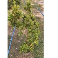 ราคา ต้นประยงค์ดอกหอมขนาด50-70cm (17545379011)