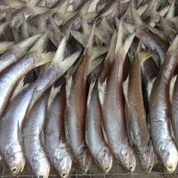 ราคา ปลากุเลาทองแดดเดียว และปลากุเลาร้า จากทะเลอ่าวไทย(ไม่ใส่ยา)เราทำทานเอง(ตอนนี้ส่งได้ทั่วไทยแล้วค่า) (2727352070)