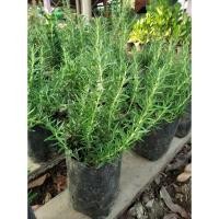 ราคา โรสแมรี่ กล้าโรสแมรี่ ต้นกล้าโรสแมรี่ RosemaRyan (8626169745)