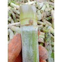 ราคา ท่อนพันธุ์อ้อยคั้นน้ำสุพรรณบุรี50แท้ (42265273731)