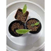 ราคา กล้วยตานีด่าง ด่างสวยมากๆ (10940726730)