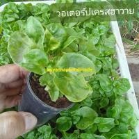 ราคา วอเตอร์เครสฮาวาย อร่อยรสชาติดี ในกระถาง 2นิ้ว มีรากเดินพร้อมปลูกขยายพันธุ๋ (24837045034)