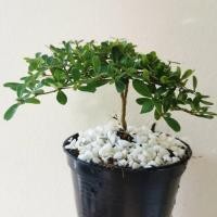 ราคา ต้นหูกระจงแคระ (แผ่บารมี) บอนไซ ไม้มงคล ฟอร์มสวย (11314842537)
