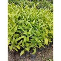 ราคา ต้นกันเกรา(รับประกันทุกกรณี) (9382293869)