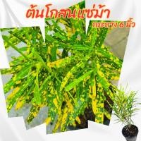 ราคา ต้นโกสนแซ่ม้า กระถาง 6 นิ้ว(ส่งพร้อมกระถาง) (22987120488)