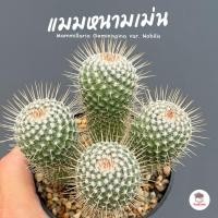 ราคา แมมหนามเม่น #กอ Mammillaria Geminispina var. Nobilis แคคตัส กระบองเพชร cactus&succulent (27210919353)