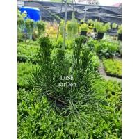 ราคา ต้นริพซาลิสก้ามกุ้ง กระถาง 4" (5063345934)