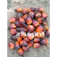 ราคา ลูกปาล์มสุก 1 5 10 โล เมล็ดปาล์ม ใช้เพาะปลูก อาหารสัตว์ ต้นปาล์ม พันธุ์เทเนอร่า ปาล์มน้ำมันสัญชาติไทย พันธุ์ทนแล้ง (13439793146)