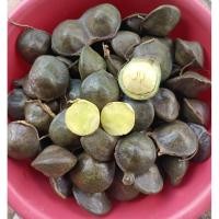 ราคา ลูกเนียง พอดีกิน สด จากต้น ลูกเนียงใต้ กิโลละ60บาท (40859107054)