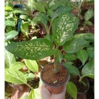 ราคา ต้นสาวน้อยประแป้งกระถาง ไม้ประดับฟอกอากาศ (12705785299)