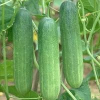ราคา 35 เมล็ด เมล็ดพันธุ์ แตงร้าน แตงชั้ง แตงร้าน แตงขี้ไก่ แตงขี้ควาย Cucumber Seeds สายพันธุ์ เขียวอมตะ (44373780364)