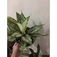 ราคา ต้นเพชรน้ำหนึ่ง ตระกูลอโกลนีมา กระถาง 8"นิ้ว (5679941874)