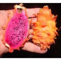 ราคา 1 ต้น แก้วมังกรเปลือกส้ม (เนื้อชมพู) ขนาดลำต้น 30 ซม (6974042014)