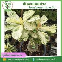 ราคา [ต้นไม้ด่าง] ต้นชวนชมด่าง ต้นชวนชม ใบด่าง ลายหินอ่อน ดอกคละสี กระถาง 6" (9267691267)