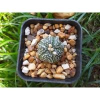 ราคา แอสโตรไฟตัม แอสโตร 5 พู (9103297628)