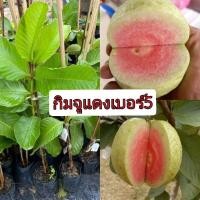 ราคา ต้นฝรั่งกิมจูแดงเบอร์5 (25659672541)