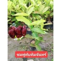 ราคา ต้นชมพู่ทับทิมจันทร์ กิ่งตอน (13092350432)