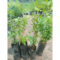 ราคา ต้นเสม็ดแดงไซส์เล็กขายเป็นชุด 4 ต้น 100 บาท (26953538742)