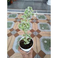 ราคา ต้นเล็บครุฑด่างแคระ#ไม้มงคลสวยๆ# (8459161076)