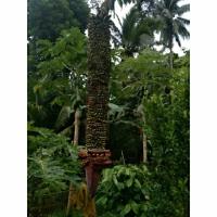 ราคา หน่อกล้วยร้อยหวี กล้วยมงคล ตัดที่ความยาว 30-60 เซนติเมตร (20490470901)