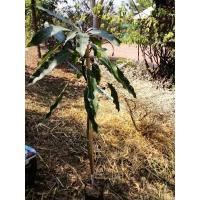 ราคา มะม่วงน้ำดอกไม้มัน ต้นทาบกิ่ง สูง 50-80 ซม แข็งแรง รากเต็ม พร้อมปลูก 1ชุด 2ต้น (18972946009)