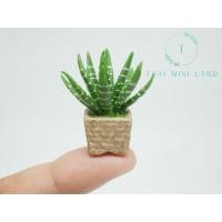 ราคา กระถางแคคตัสม้าลายจิ๋ว แคคตัสม้าลายดินปั้น กระบองเพชรม้าลายจิ๋ว ฮาโวเทียม้าลายยักษ์จิ๋ว ฮาโวเทียม้าลายยักษ์ แคคตัสม้าลาย (29917867468)