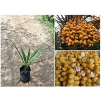 ราคา #ต้นอินทผาลัม พันธุ์บาฮีสีเหลือง ต้นสวยๆ ต้นแข็งแรงพร้อมส่ง‼️ (43216541209)