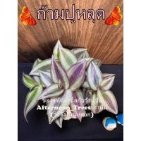 ราคา ก้ามปูหลุด (ไม้แดด) 1ต้นก็ส่งค่ะ ส่งพร้อมกระถางขนาด 3 นิ้ว (4078347207)