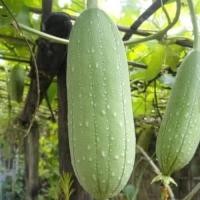 ราคา เมล็ดบวบใหญ่ 30 เมล็ด บวบหอม บวบโบราณ บวบพันธุ์พืชเมือง 20 เมล็ด (23225461718)