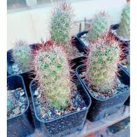 ราคา ขายกระบองเพชรแมมตะขอแดงต้นใหญ่Mamillaliaแคคตัสกระถาง3นิ้ว (5370493186)