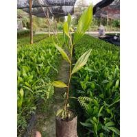 ราคา ต้นกระถินเทพา ชุดละ 40 ต้น เสียหายเคลมได้ค่ะ (40066479068)