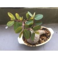 ราคา มะยมเงินมะยมทองไม้โบราณหายากมาก(ส่งแบบตัดใบ) (1996826314)