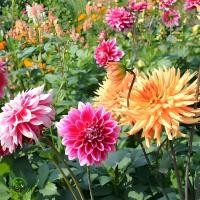 ราคา เมล็ดพันธ์ุดอกไม้ เมล็ดรักเร่ ง่ายต่อการปลูก ดอกรักเร่คละสี Dahlia Flower Seedบรรจุ 100เมล็ดเมล็ดดอกรักเร่ง่ายต่อการปลูก (55401527708)