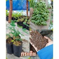 ราคา ต้นพันธุ์กระถินบ้าน ต้นกะถินปลูกทำรั้ว ต้นกระถินปลูกเลี้ยงสัตว์ (25985310299)