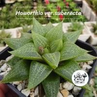 ราคา Haworthai var.suberecta ฮาโวเทีย ไม้อวบน้ำ แคคตัส กระบองเพชร (22603065799)