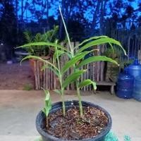 ราคา ต้นกระวานไทย หรือ กระวาน กระวานขาว ข่าโคม ข่าโคก หมากเนิ้ง ปล้าก้อ มะอี้ กระวานดำ กระวานแดง กระวานจันท์​ พร้อมปลูก (3336525110)