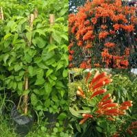 ราคา ต้นพวงแสด ดอกพวงแสด มีสีส้มสวยสดใส นิยมปลูกหน้าบ้านริมรั้ว พวงแสดเป็นไม้พุ่มเลื้อย ดอกสีส้มสวยมาก (41368153892)