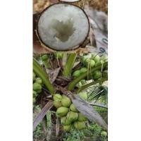 ราคา ต้นมะพร้าวกะทิน้ำหอม พันธุ์ต้นเตี้ย พันธุ์แท้ น้ำหวานเนื้อฟู (14848744771)