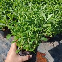 ราคา F7 ต้นหญ้าหวาน (Stevia) สมุนไพร ให้ความหวานแทนน้ำตาล ใช้ทำชาได้ ส่งทั้งต้น แบบถุง 6 นิ้ว (5938913399)