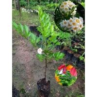 ราคา ต้นปีบยูนาน ปีบยูนนาน ดอกคล้ายดอกบานบุรี หอมอ่อน ๆ ดอกออกเป็นพวง (18148828033)