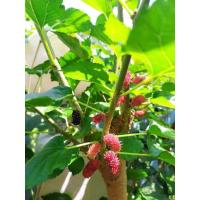 ราคา กิ่งมัลเบอร์รี่ กิ่งหม่อน จำนวน10กิ่ง สำหรับนำไปชำ (22170345993)