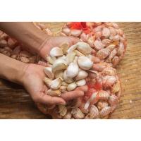 ราคา กระเทียมจีนกลีบ คัดเกรดส่งออก สดใหม่ ขนาดครึ่งกิโล คุณภาพดี ขาว เนื้อแน่น กลีบใหญ่ กระเทียมปิงปองแบบกลีบ กระเทียมจีนหัว (23374423378)