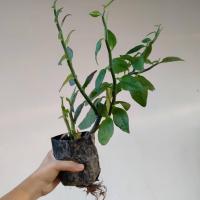 ราคา ต้นนกน้อยนำโชคไม้มงคล หรือ ต้นกวักเงิน (ใบเขียว) 5แถม1 ต้นนกน้อยนำโชค (14937356776)