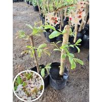 ราคา ต้นผักติ้วขาว(ตอติ้ว)2ต้น 179 บาทต้นพันธุ์ขุดล้อมชำรากปลูก มีรสชาติเปรี้ยวความสูงประมาณ 45-50 ซม. (48154217362)