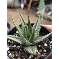 ราคา กระบองเพชร ม้าลายด่าง (4044992975)