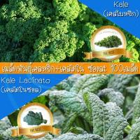 ราคา เมล็ด เคล คะน้าใบหยิก และเคลไดโนซอล ชนิดละ 100 เมล็ด เมล็ดพันธุ์ ผัก ( Kale and Kale Lacinato seeds ) อัตรางอกสูง!! (9107541409)