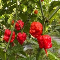 ราคา 100เมล็ด เมล็ดพันธุ์ พริกแคโรไลนา รีพเปอร์ (Carolina Reaper Seeds) อันดับ1พริกเผ็ดที่สุดใน (48952115137)
