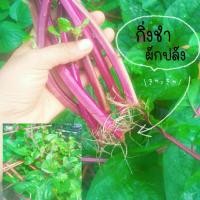 ราคา กิ่งชำผักปลัง กิ่งชำผักปลังมีราก ผักปลังพร้อมปลูก ออแกนิกส์100% (20648748965)