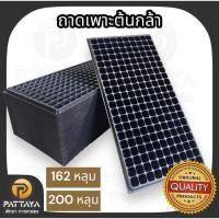 ราคา ถาดเพาะ ถาดหลุมเพาะ แพคละ 10 ถาด ถาดเพาะกล้า ถาดเพาะชำ ถาดเพาะเมล็ด (42054423715)